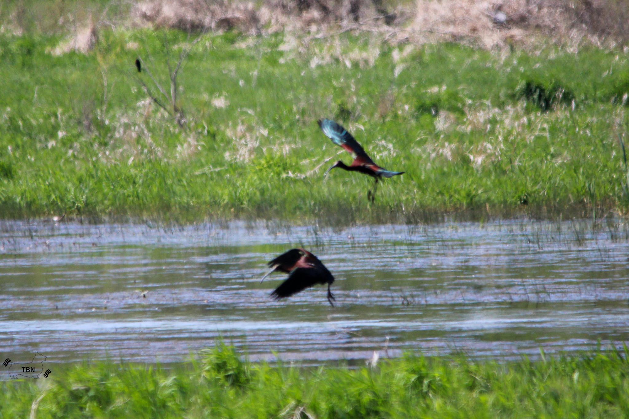Glossy Ibis
